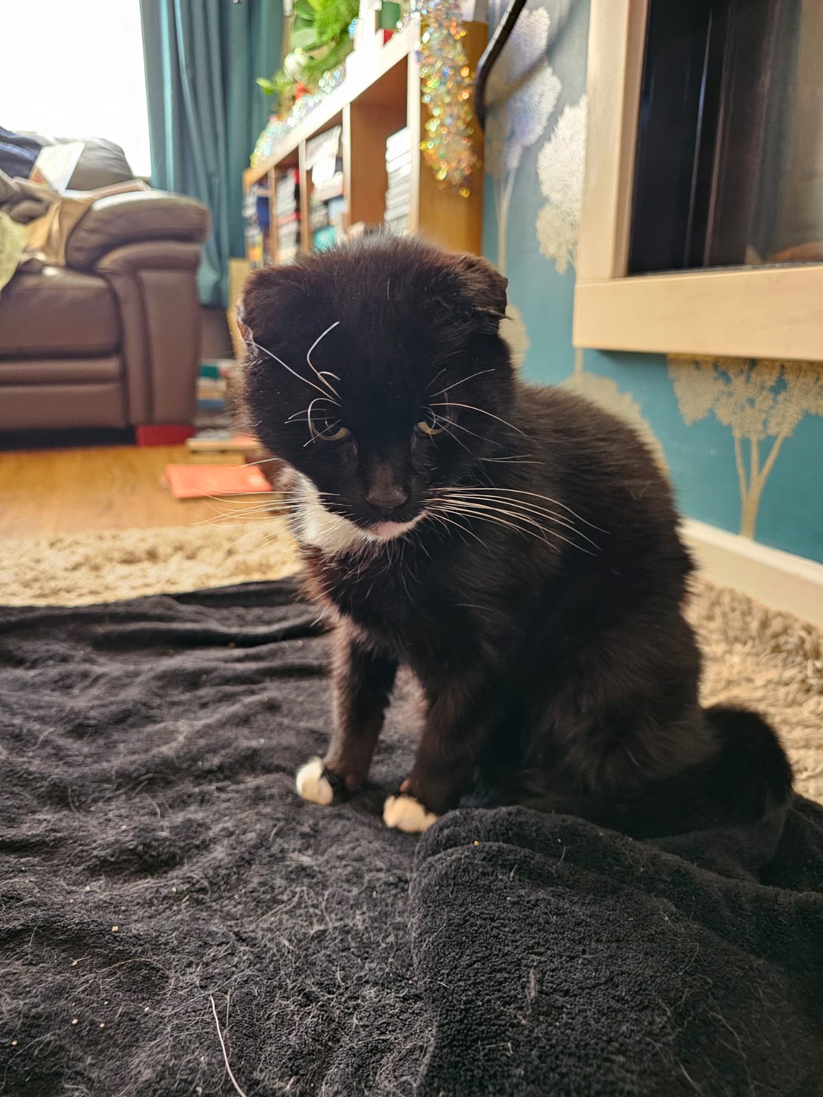 A b&w cat